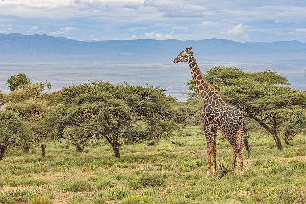Masai Giraffe grazing on acacia tree-Ngorongoro Conservation Area-Tanzania-Arica